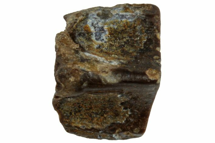 Fossil Hadrosaur (Edmontosaurus) Shed Tooth - Wyoming #312587